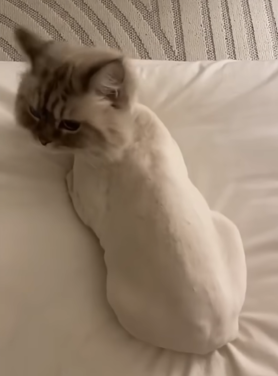 Котик 6