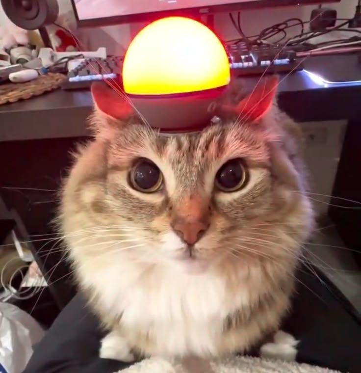 Котик 8