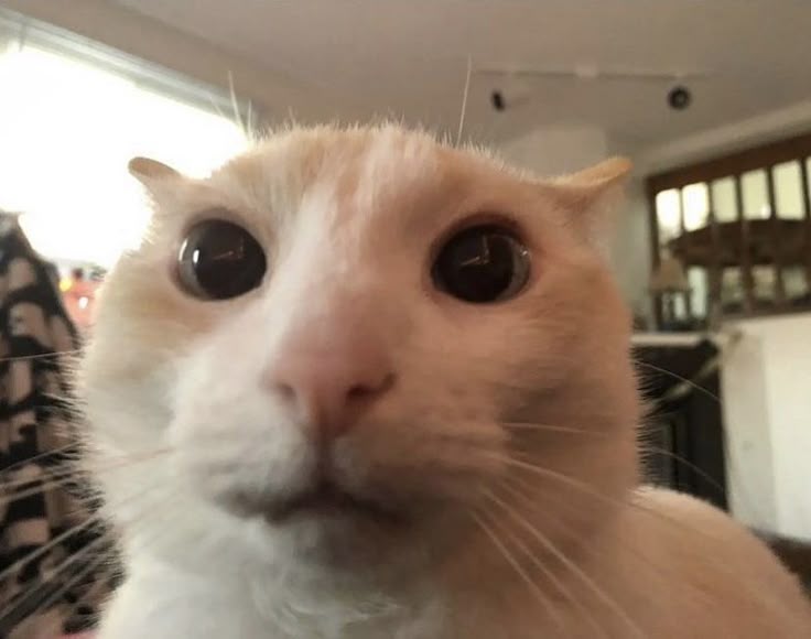 Котик 7