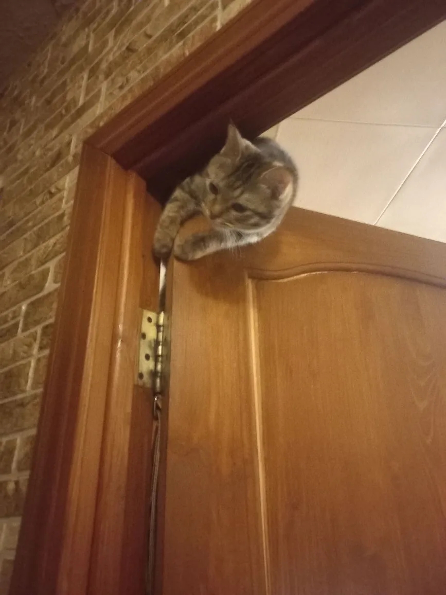 Котик 10