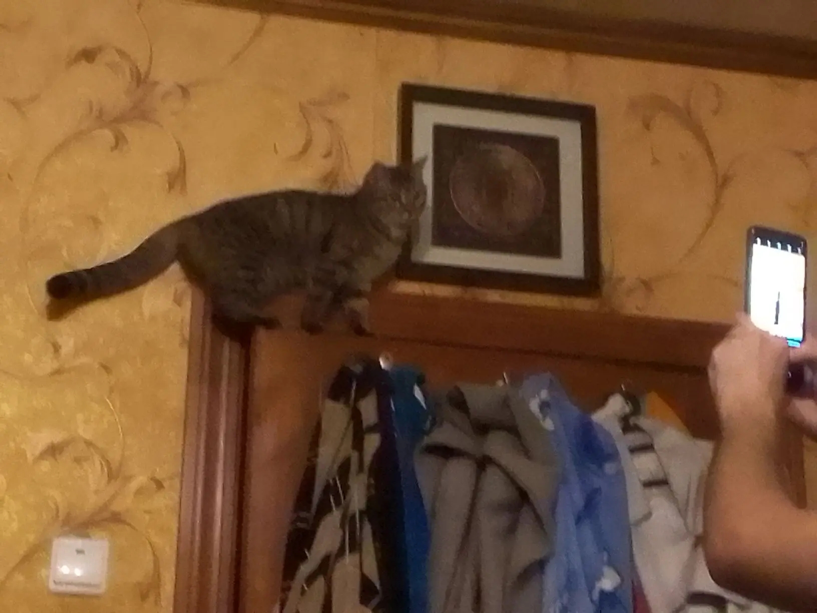 Котик 11