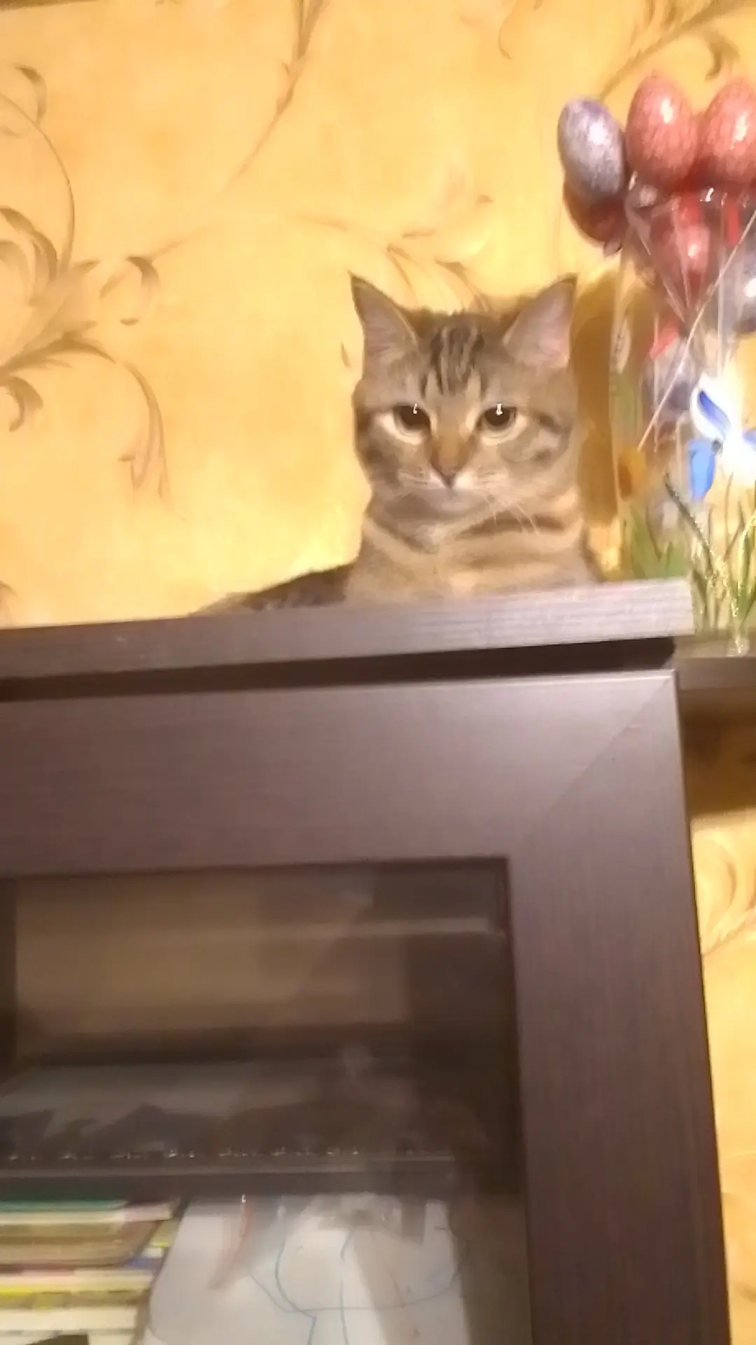 Котик 9