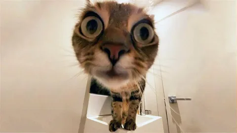 Котик 1
