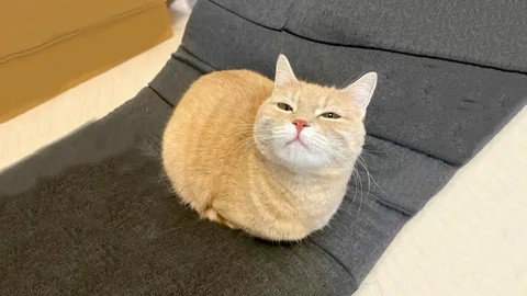 Котик 3