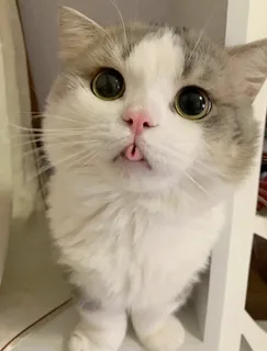 Котик 5