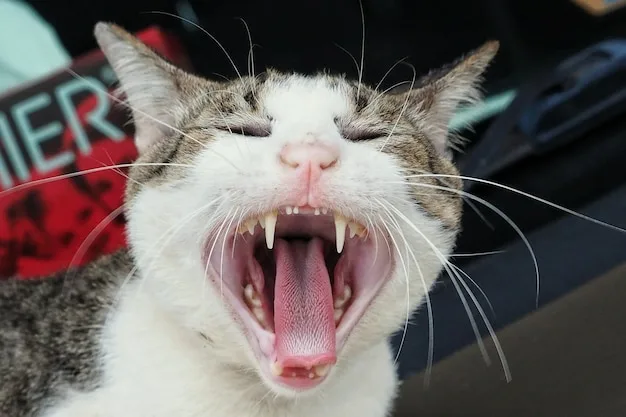 Котик 4