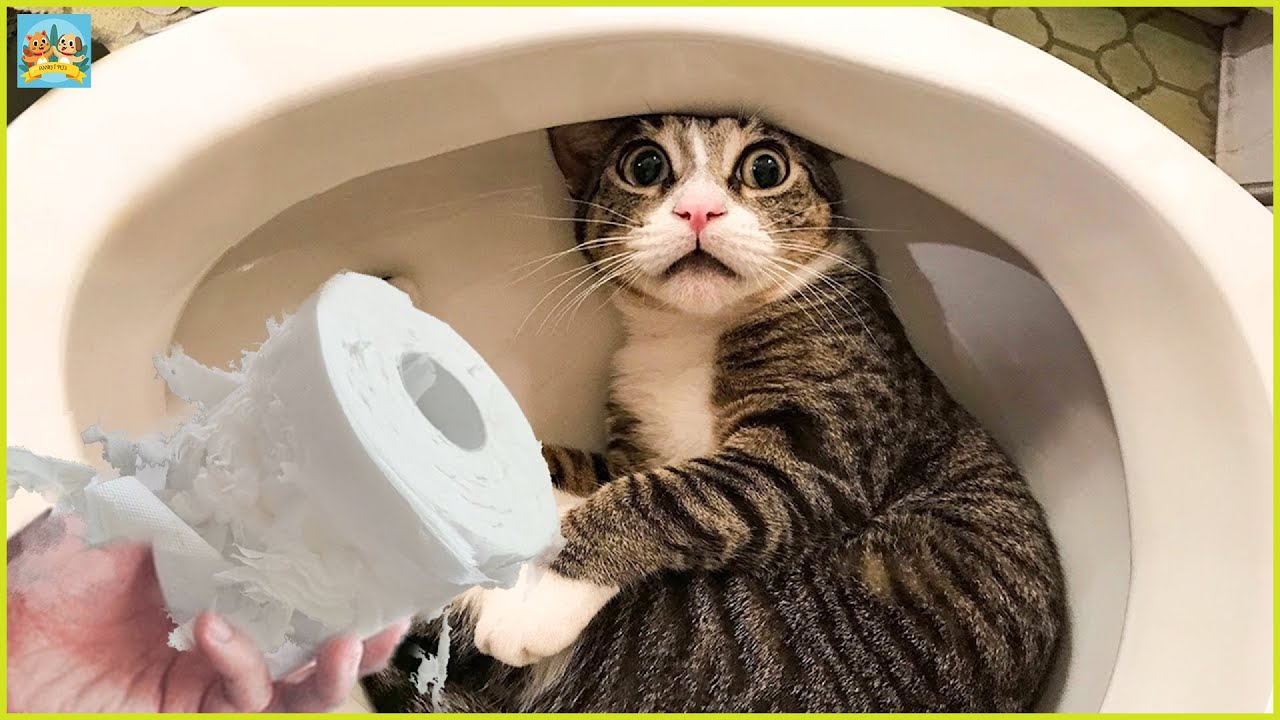 Котик 2