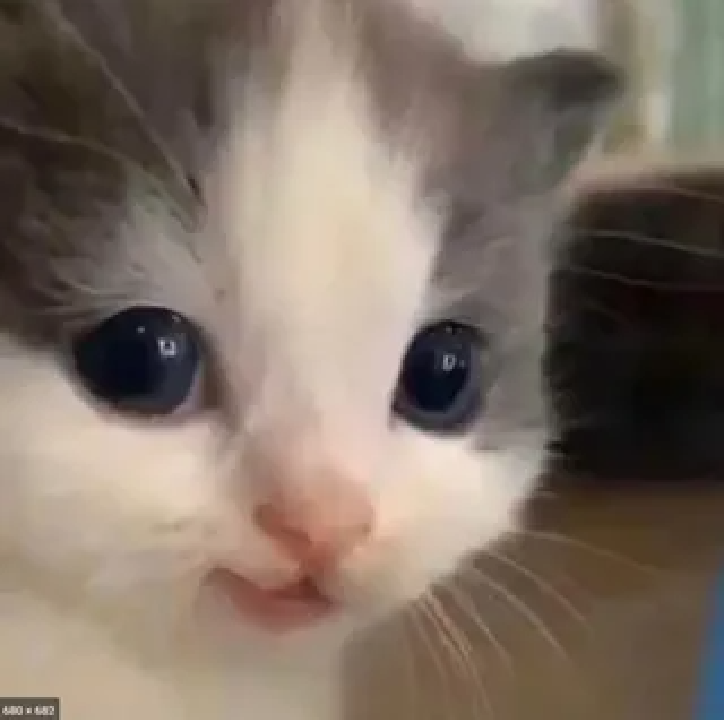 котёнок